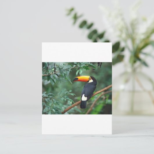 Toucan Postkarte (Stehend Vorderseite)