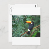 Toucan Postkarte (Vorne/Hinten)