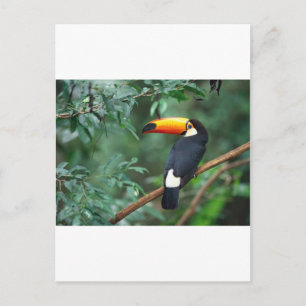 Toucan Postkarte