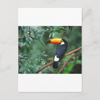 Toucan Postkarte