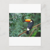 Toucan Postkarte (Vorderseite)