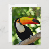 Toucan Postkarte (Vorne/Hinten)