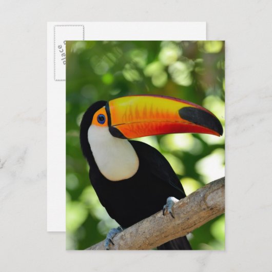 Toucan Postkarte (Vorne/Hinten)