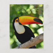 Toucan Postkarte (Vorderseite)