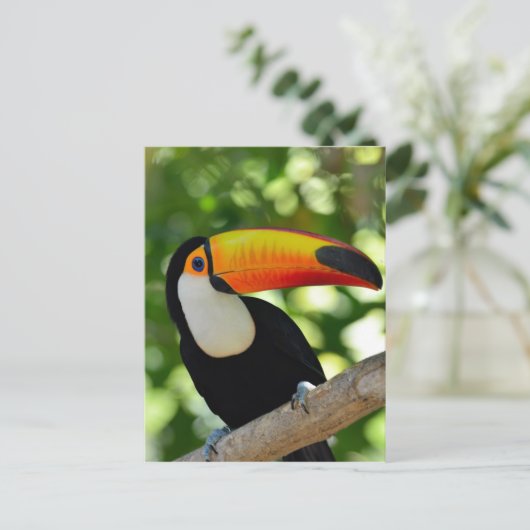 Toucan Postkarte (Stehend Vorderseite)