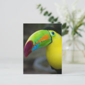 Toucan Postkarte (Stehend Vorderseite)