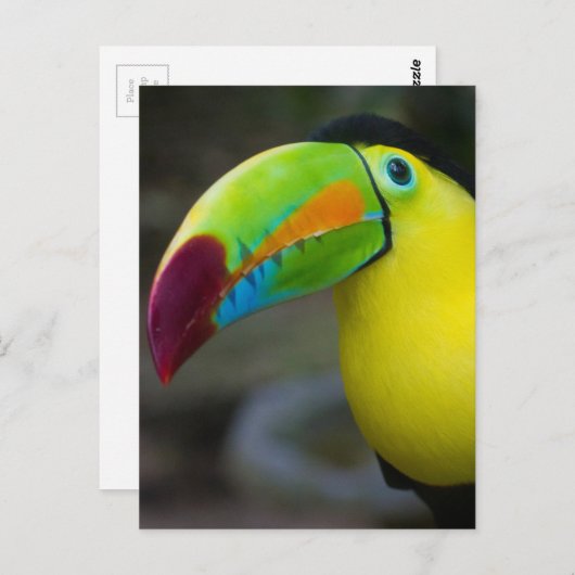 Toucan Postkarte (Vorne/Hinten)