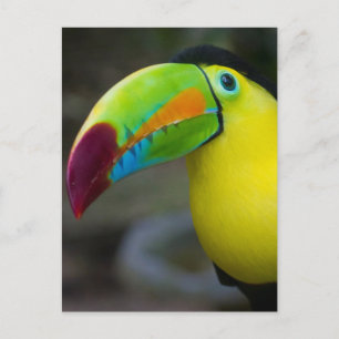 Toucan Postkarte