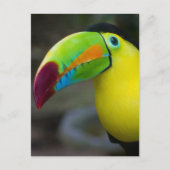Toucan Postkarte (Vorderseite)