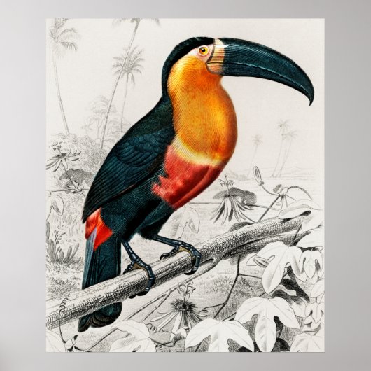 Toucan Ramphastos Illustration Vintage Kunst Print Poster (Vorne)