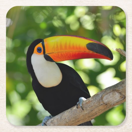 Toucan Rechteckiger Pappuntersetzer (Vorderseite)
