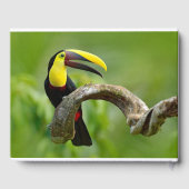 Toucan sitzt auf dem Ast im Wald Gästebuch (Rückseite)