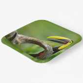 Toucan sitzt auf dem Ast im Wald Pappteller (Gewinkelt)