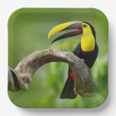 Toucan sitzt auf dem Ast im Wald Pappteller (Vorderseite)