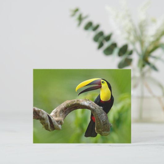 Toucan sitzt auf dem Ast im Wald Postkarte (Stehend Vorderseite)