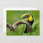 Toucan sitzt auf dem Ast im Wald Postkarte (Vorne/Hinten)