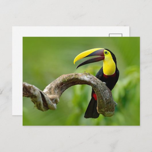 Toucan sitzt auf dem Ast im Wald Postkarte (Vorne/Hinten)