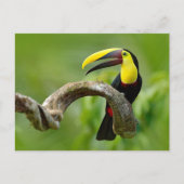Toucan sitzt auf dem Ast im Wald Postkarte (Vorderseite)