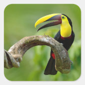 Toucan sitzt auf dem Ast im Wald Quadratischer Aufkleber (Vorderseite)