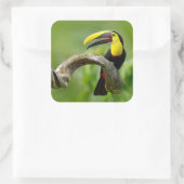 Toucan sitzt auf dem Ast im Wald Quadratischer Aufkleber (Tasche)