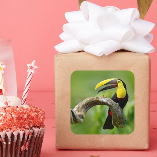 Toucan sitzt auf dem Ast im Wald Quadratischer Aufkleber (Party)
