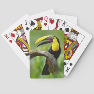 Toucan sitzt auf dem Ast im Wald Spielkarten