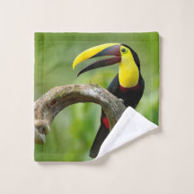 Toucan sitzt auf dem Ast im Wald