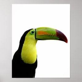 Toucan Tier exotic tropischen modernen Foto Poster