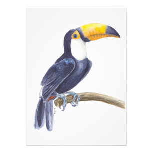 Toucan, tropischer Vogel Fotodruck
