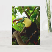 Toucan Vogel Grußkarte Feiertagskarte (Vorderseite)