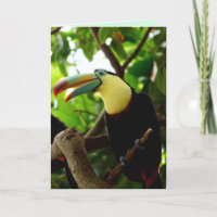 Toucan Vogel Grußkarte