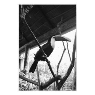 Toucan's Post (B&W) Fotodruck