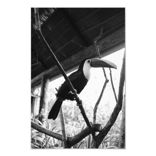 Toucan's Post (B&W) Fotodruck (Vorne)