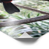 Toucan's Post Fotodruck (Ecke)