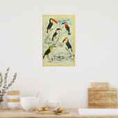 Toucans - Vintage Printmedien Poster (Küche)