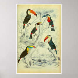 Toucans - Vintage Printmedien Poster