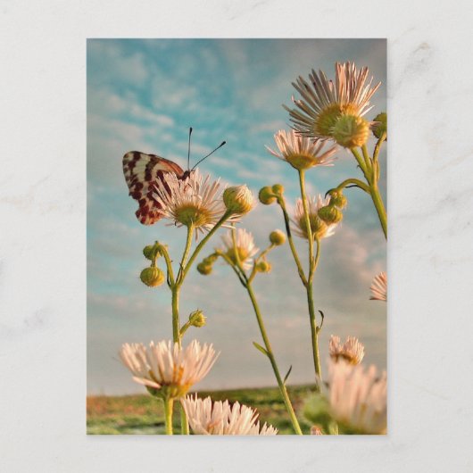 Touch der Magischen Staub von Oz Postkarte (Vorderseite)