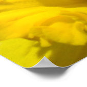 Touch des Geistes in Art Prints Yellow Daffodil Poster (Ecke)
