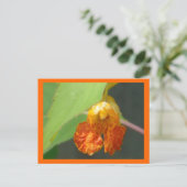 Touch Me not Jewelweed Postkarte (Stehend Vorderseite)