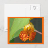 Touch Me not Jewelweed Postkarte (Vorne/Hinten)