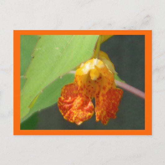 Touch Me not Jewelweed Postkarte (Vorderseite)