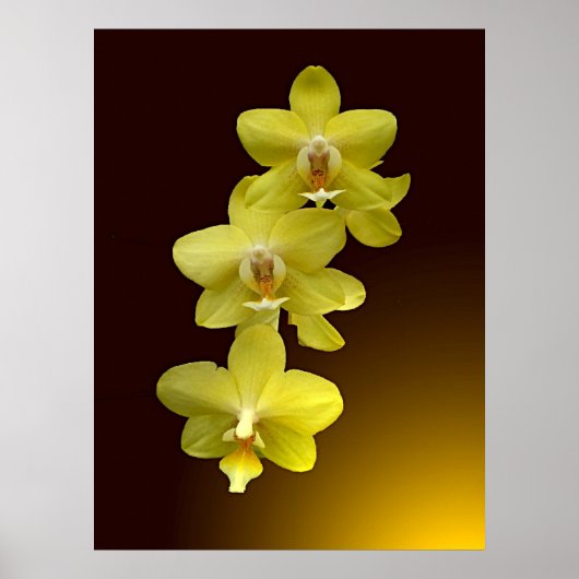 Touch Orientales Poster (Vorne)