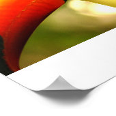 Toukan Poster (Ecke)