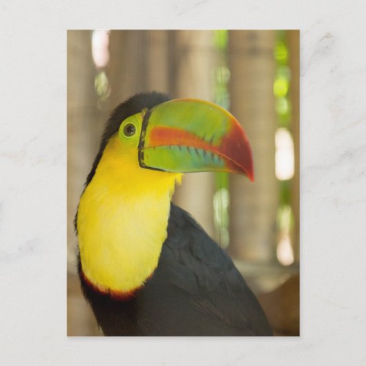 Toukan Postkarte (Vorderseite)