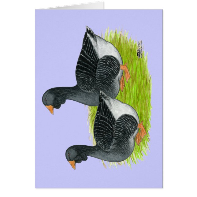 Toulouse Dewlap Geese (Vorne)