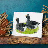 Toulouse Dewlap Geese Fotoplatte (Seite)