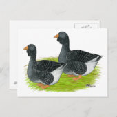 Toulouse Dewlap Geese Postkarte (Vorne/Hinten)