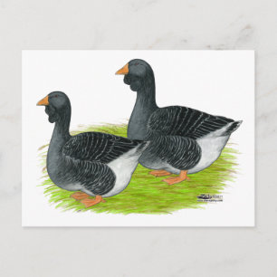 Toulouse Dewlap Geese Postkarte