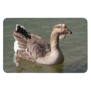 Toulouse Gänse Magnet