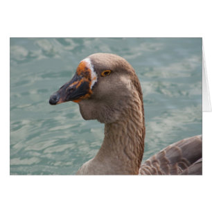 Toulouse Goose